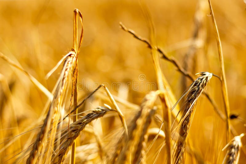 Golden Corn Field in the Sunset Stock Photo Image of corn, gold 99630868