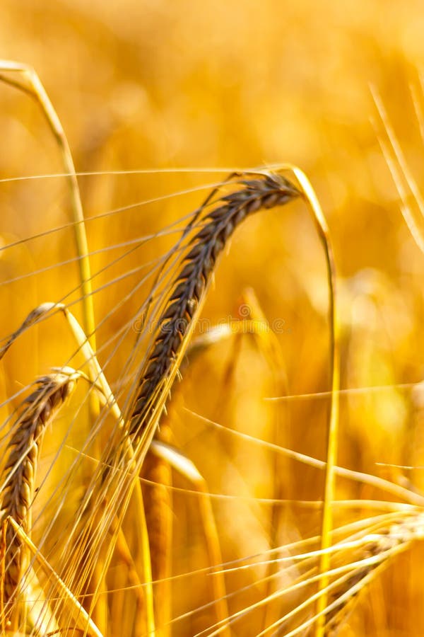 Golden Corn Field in the Sunset Stock Photo Image of bright