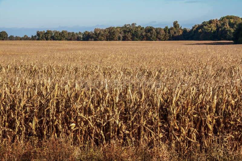 Golden corn klar att skörda i solsken med höstträd och blå himmel i bakgrunden royaltyfri foto Golden corn klar att skörda i solsken med höstträd och blå himmel i bakgrunden royaltyfri foto