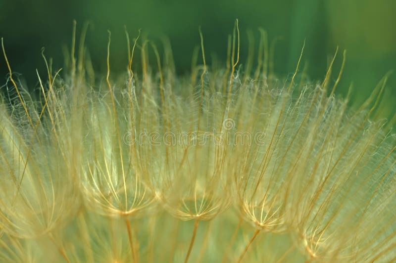 Dandelion seeds macro