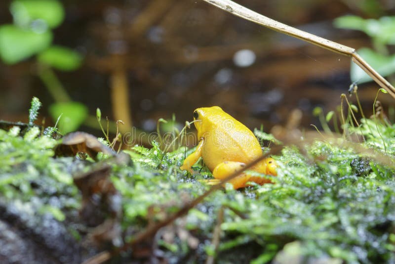 Golden Dart Frog