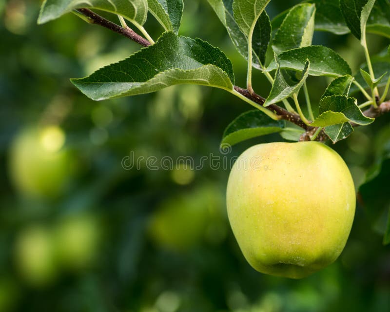 Golden delicious apple hanging on tree