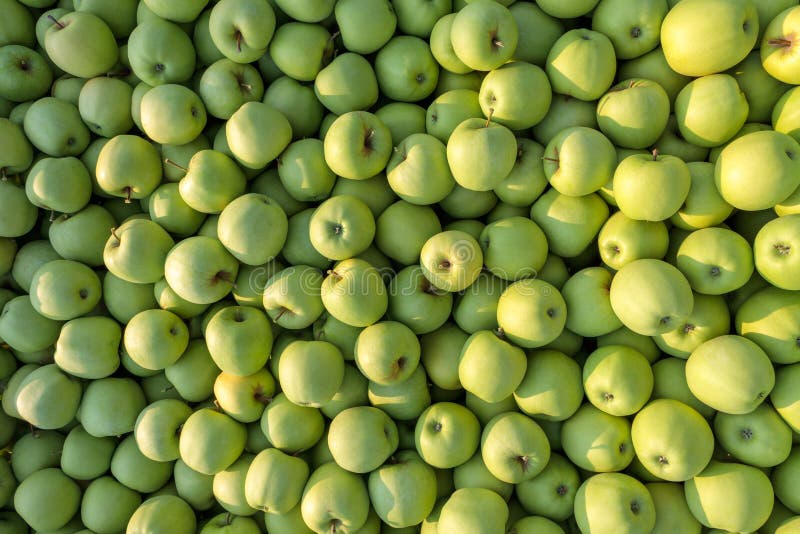 Golden Delicious apples green-yellow colors close up stock photography