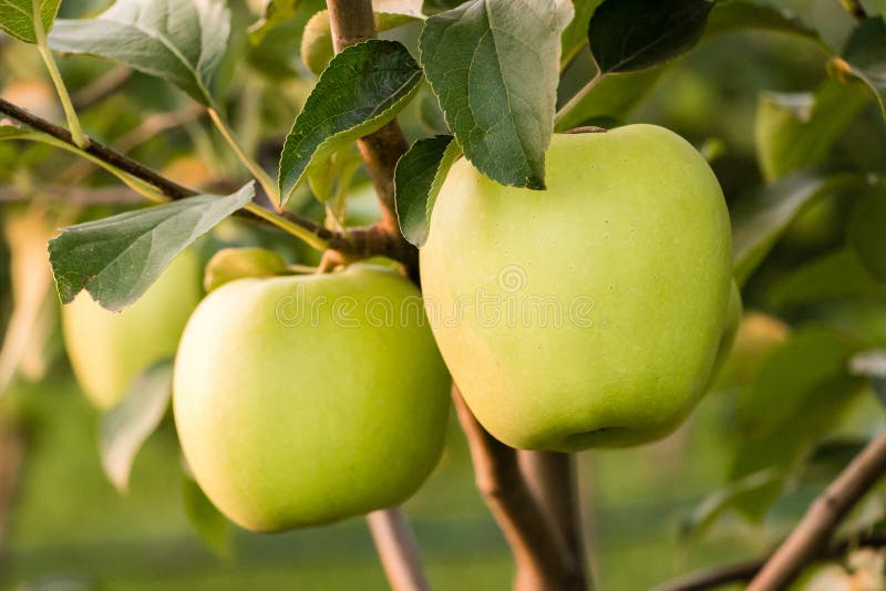 Golden Delicious apples green-yellow colors close up stock photo