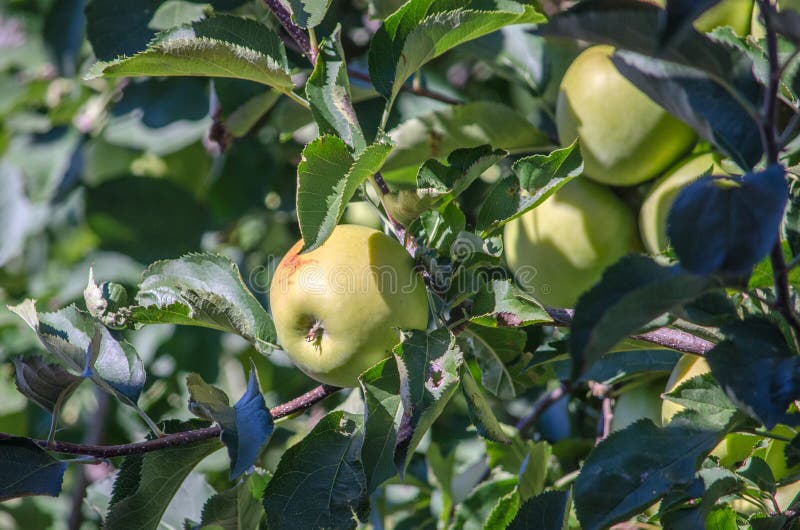 Golden Delicious Apples in an Orchard in Michigan Stock Image Image 