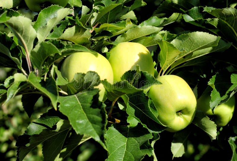 Golden Delicious apples on the tree