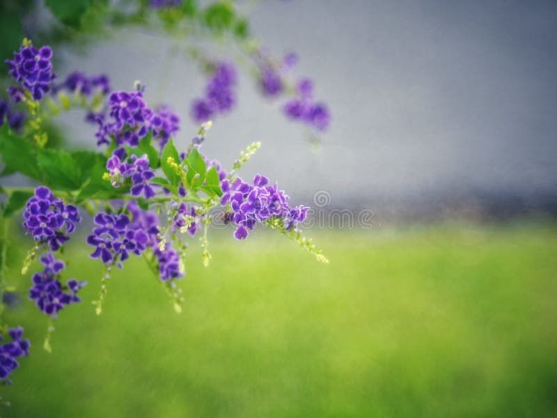 Golden Dewdrop, Crepping Sky Flower, Pigeon Berry. By Thai people called candle drops. It is a purple flower. royalty free stock image Golden Dewdrop, Crepping Sky Flower, Pigeon Berry. By Thai people called candle drops. It is a purple flower. royalty free stock image