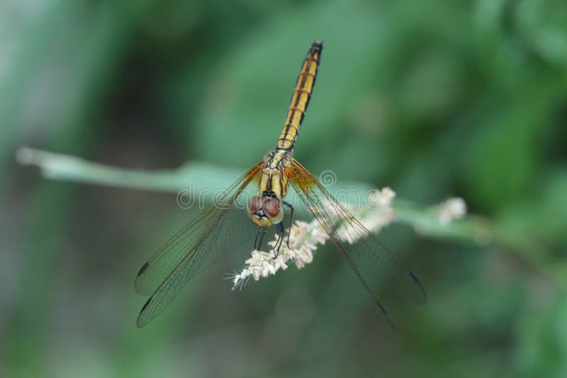 Golden dragonfly in Hong Kong rural area royalty free stock photos Golden dragonfly in Hong Kong rural area royalty free stock photos