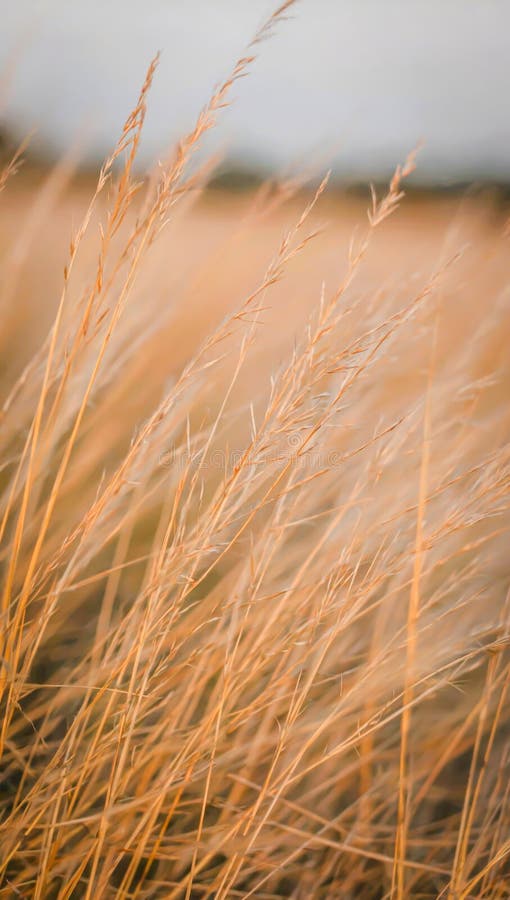 Golden dry grass swaying in wind on wide open field under soft daylight