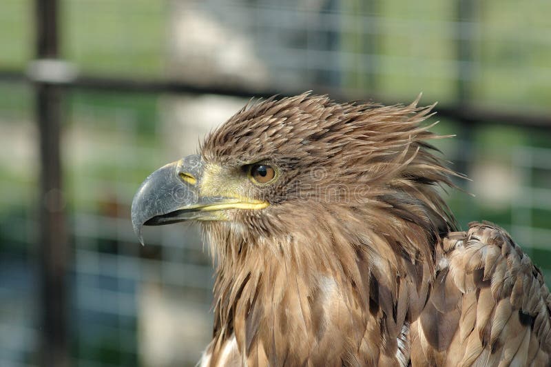 Golden eagle