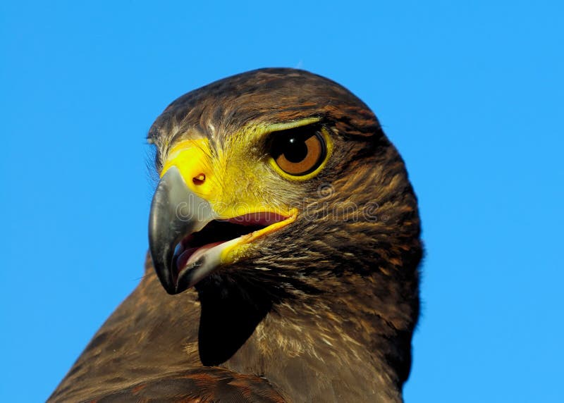 Portrait of Golden Eagle with blue sky background.