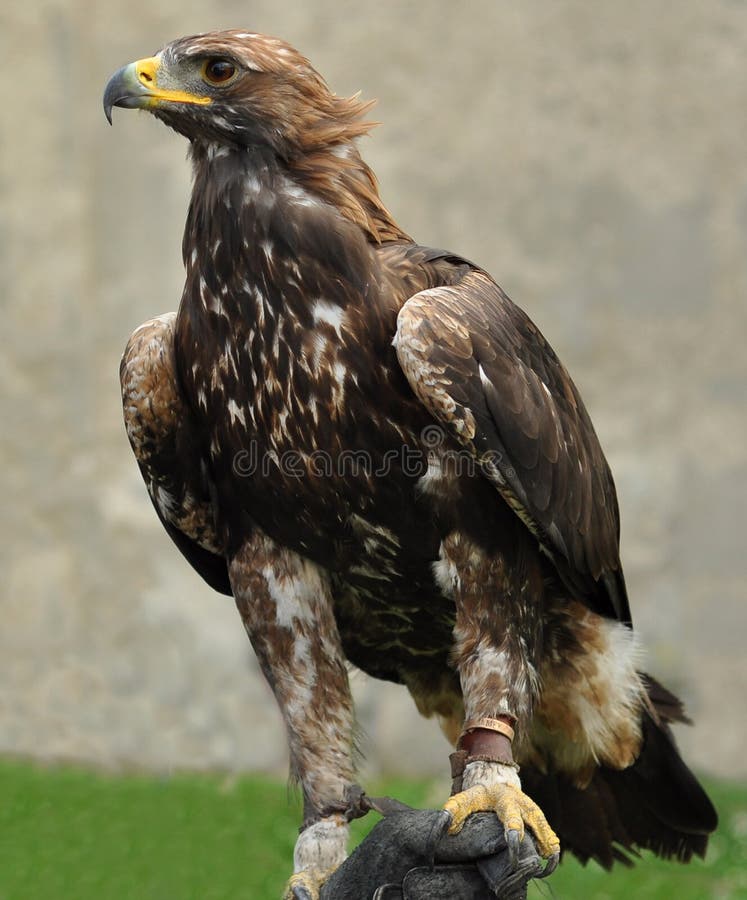 Portrait of a golden eagle