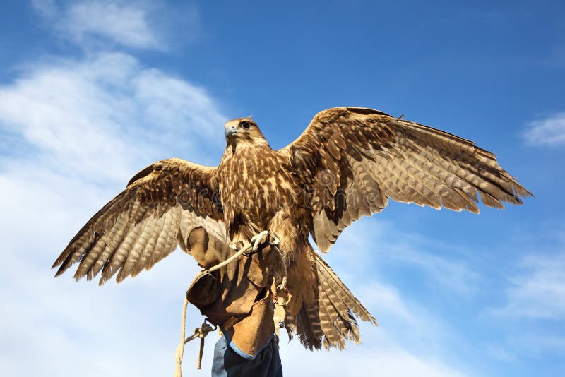 Golden eagle