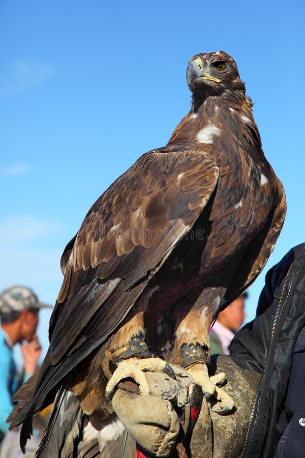 Golden eagle