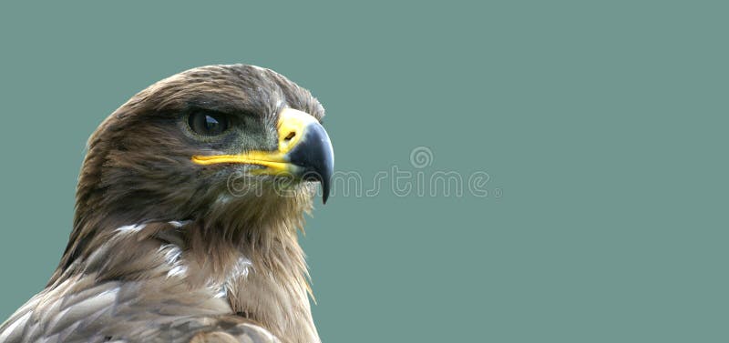 Proud looking golden eagle in left corner in front of a wide background