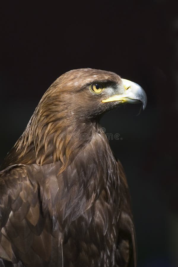 Close up of Golden Eagle head on the black background
