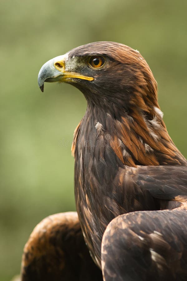 Golden Eagle