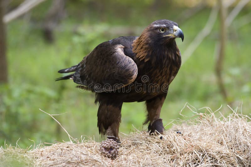 A Golden Eagle Standing on a Bale of Hay