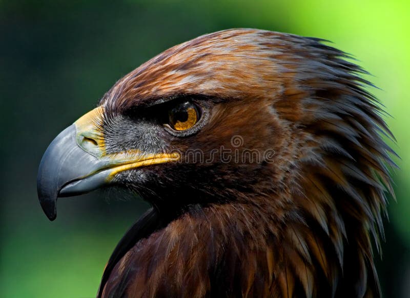 Golden Eagle close-up with green background