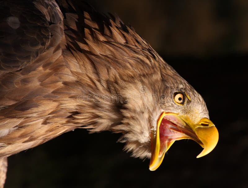 Close-up picture of a Screaming Golden Eagle