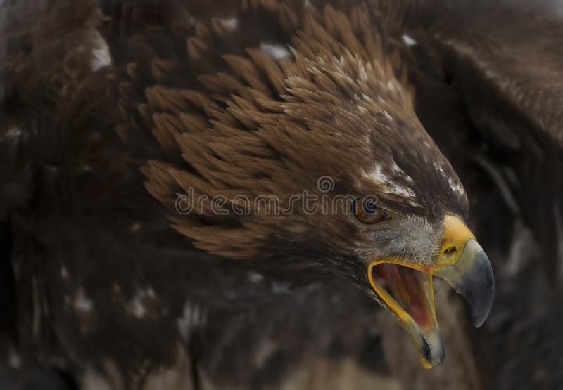 Close up portrait of the golden eagle
