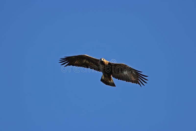 Golden eagle - Aquila chrysaetos royalty free stock image