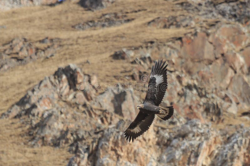 Golden Eagle Aquila chrysaetos flying over a mountain cliff in SiChuan, China stock image Golden Eagle Aquila chrysaetos flying over a mountain cliff in SiChuan, China stock image