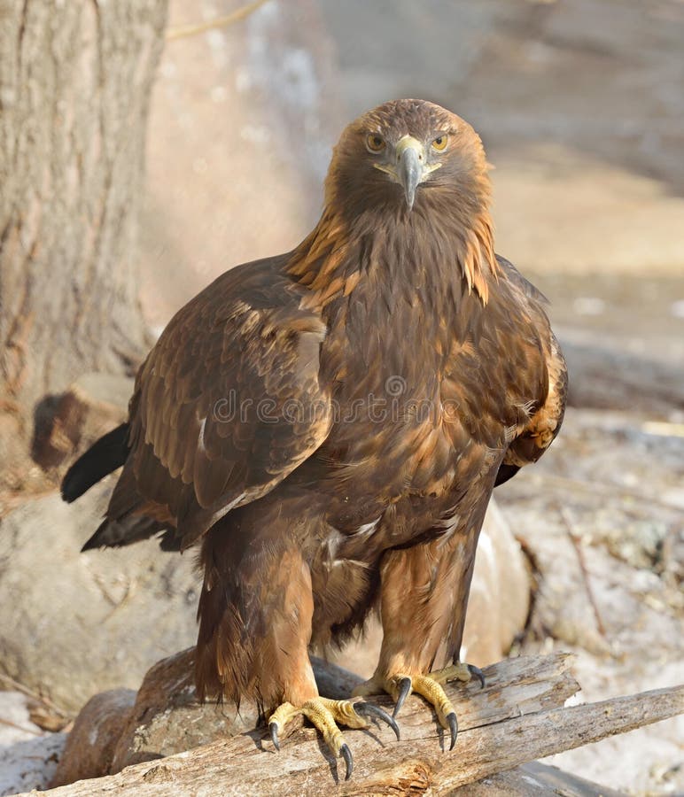 Golden eagle (Aquila chrysaetos) stock photos Golden eagle (Aquila chrysaetos) stock photos