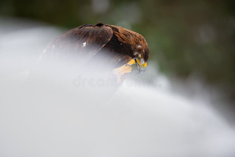 Golden Eagle Cleaning His Beak Using a Claw Stock Photo Image of