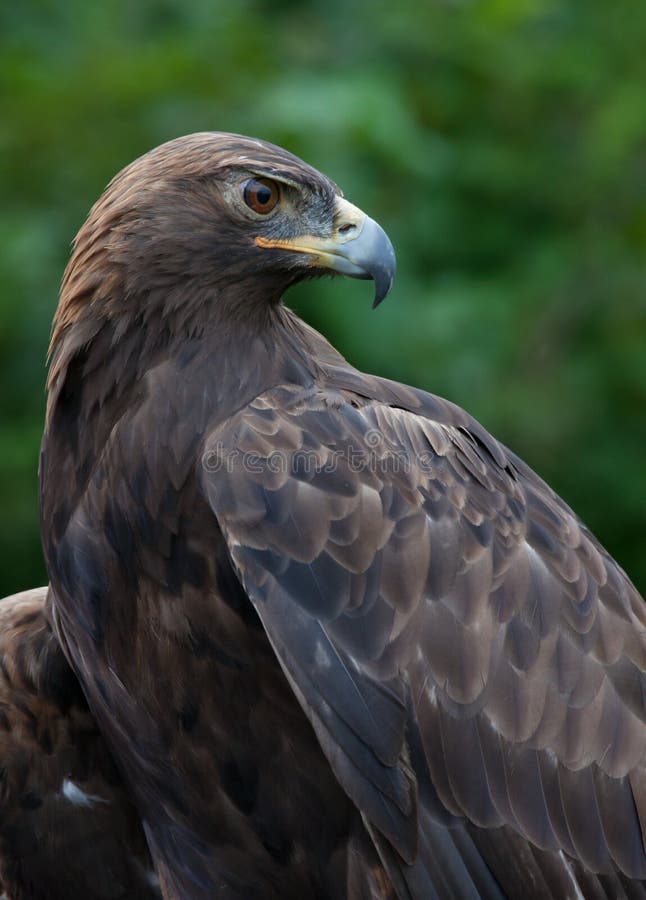 Close up of Golden Eagle - profile. Close up of Golden Eagle - profile