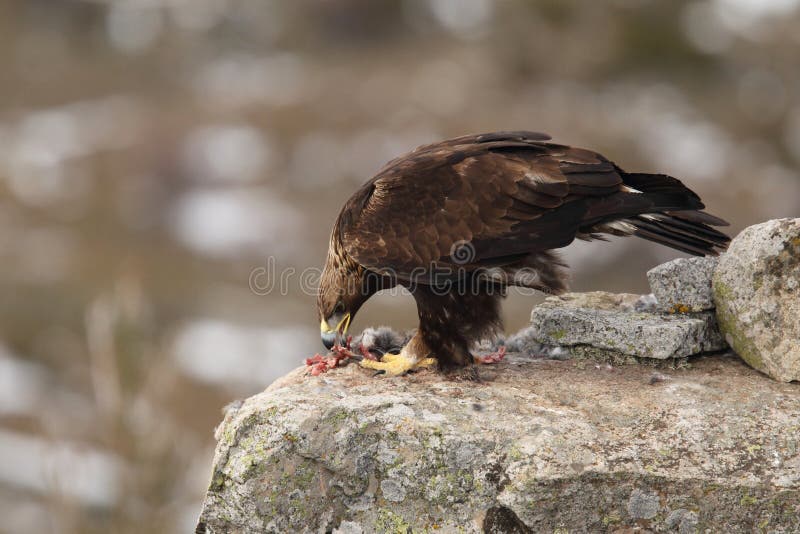 Bald Eagle Mating Ritual Stock Images Download 248 Royalty