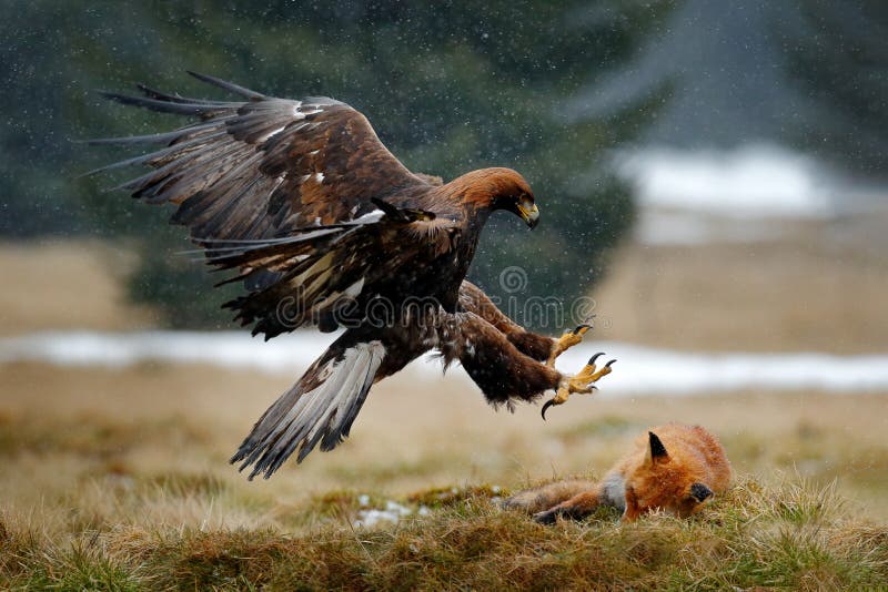 Golden Eagle feeding on kill Red Fox in the forest during rain and snowfall. Bird behaviour in the nature. Behaviour scene with brown bird of prey, eagle with catch, Poland, Europe