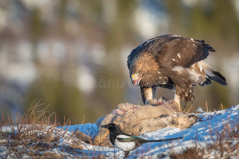 Golden eagle feeding