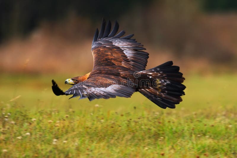 Golden Eagle, flying above flowering meadow, brown bird of prey with big wingspan, Norway