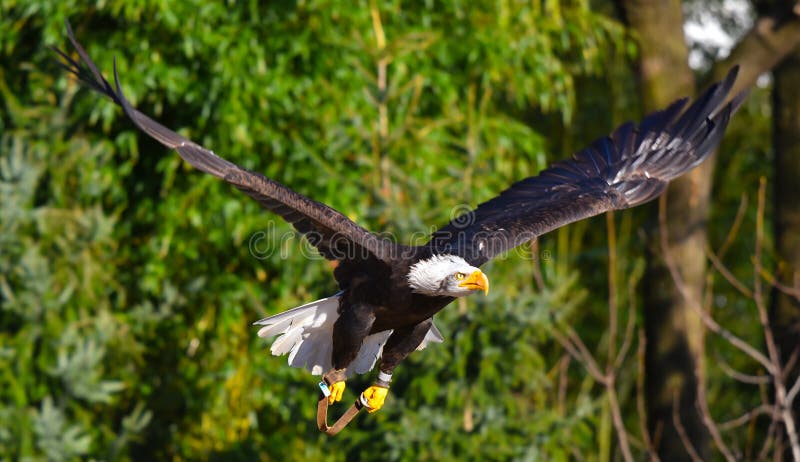 Golden eagle is flying stock images Golden eagle is flying stock images