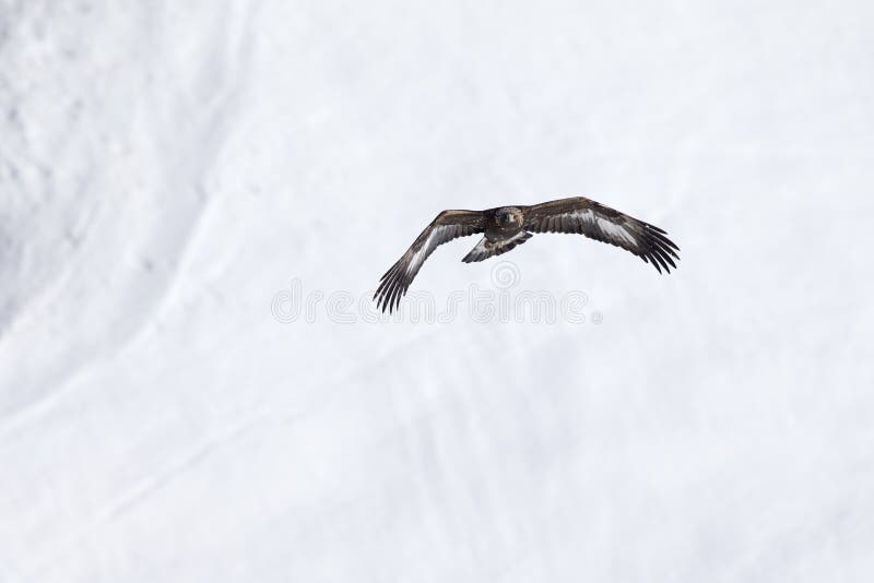 A Golden Eagle Flying by with the Alps of Switzerland in the Background