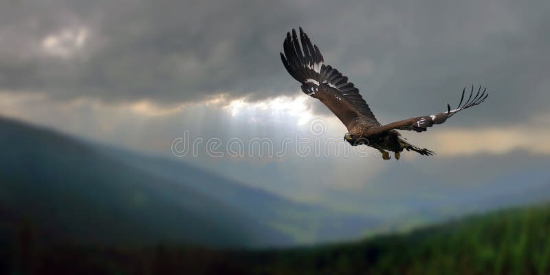 Flying Golden Eagle with thunderclouds behind