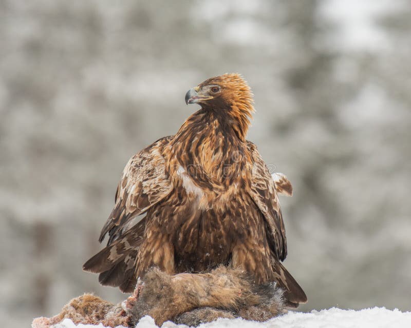 Golden eagle guarding its prey stock photo