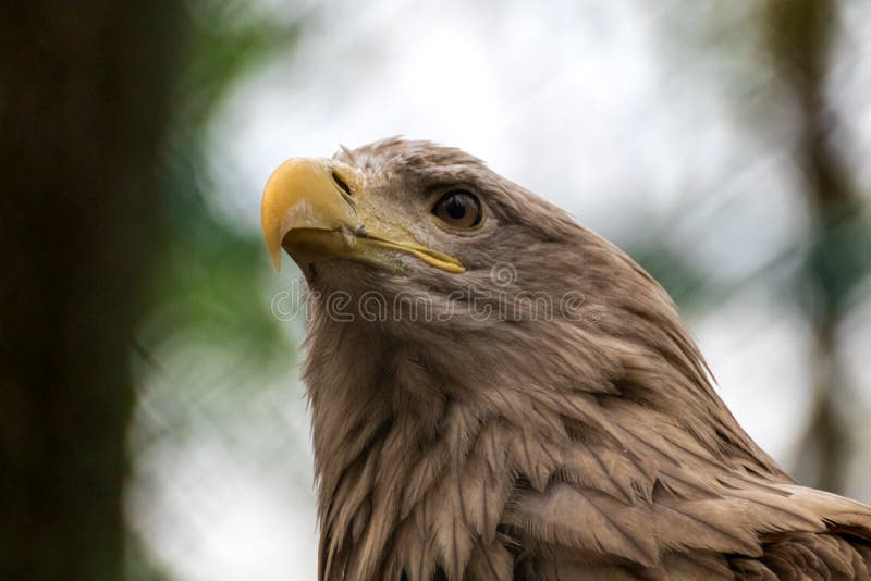 Golden eagle head close-up on blurry background