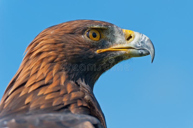 The head of a Golden Eagle in profile. The head of a Golden Eagle in profile.