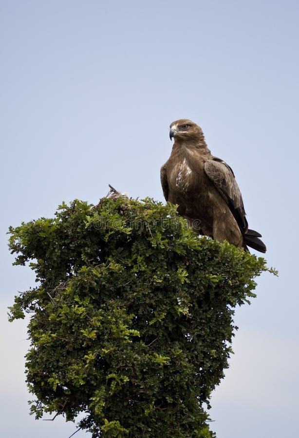Golden Eagle in Kenya stock photo. Image of valley, eyes 27083548