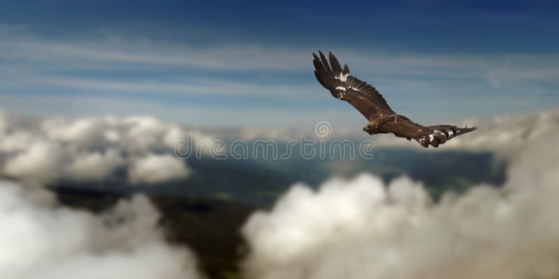 Golden Eagle royalty free stock images Golden Eagle royalty free stock images