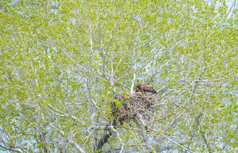 Golden Eagle Mother Feeding Baby Eaglets In Nest