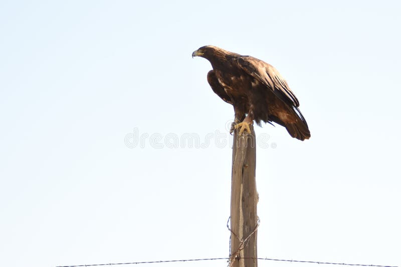 Golden Eagle On Old Fencepost Light Background