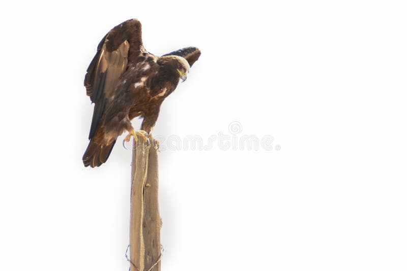 Golden Eagle On Old Fencepost White Background