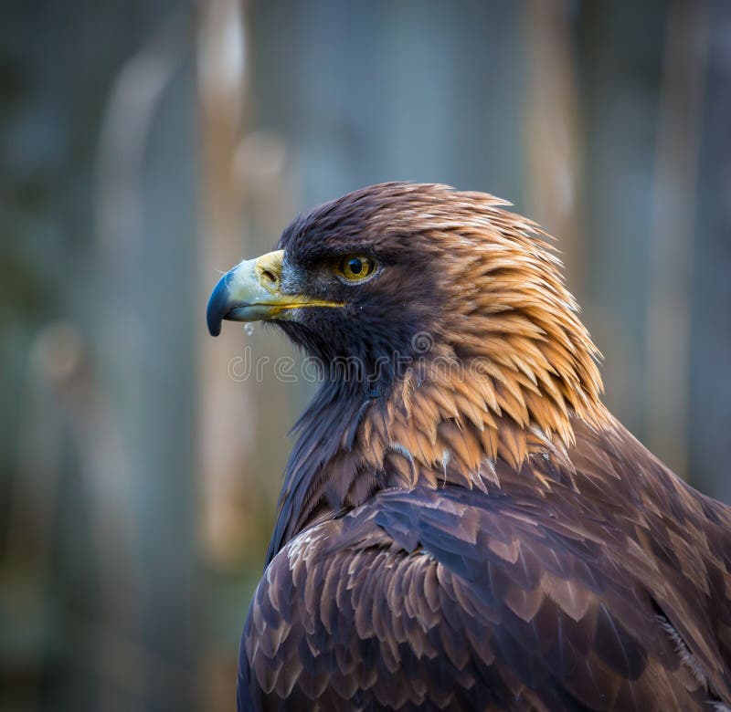 Collection 100+ Images what bird is the king of the sky Excellent