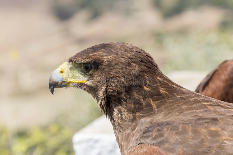 Golden Eagle Resting in the Sun with Open Beak Stock Image Image of