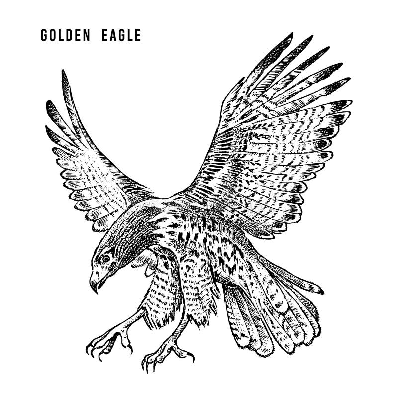 Golden eagle. Wild forest bird of prey. Hand drawn sketch graphic style. Fashion patch. Print for t-shirt, Tattoo or royalty free illustration Golden eagle. Wild forest bird of prey. Hand drawn sketch graphic style. Fashion patch. Print for t-shirt, Tattoo or royalty free illustration