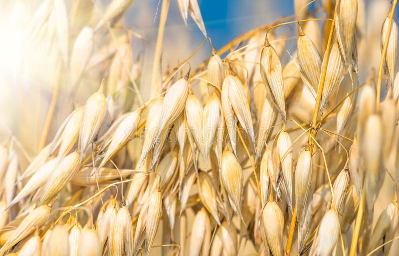 Golden Ear of Oats Against the Blue Sky and Sun Stock Image - Image of ...
