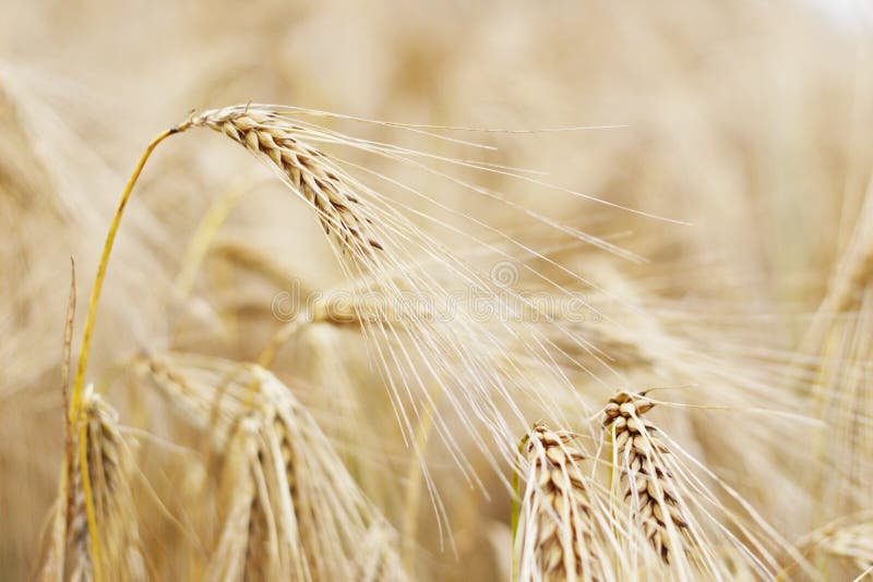 Golden ears of barley